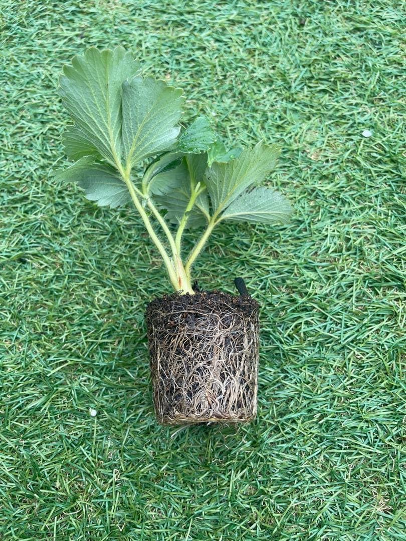 ポトス☆ライムコンパクト☆鉢苗☆9272 観葉植物】ポトス ライム 4.5寸