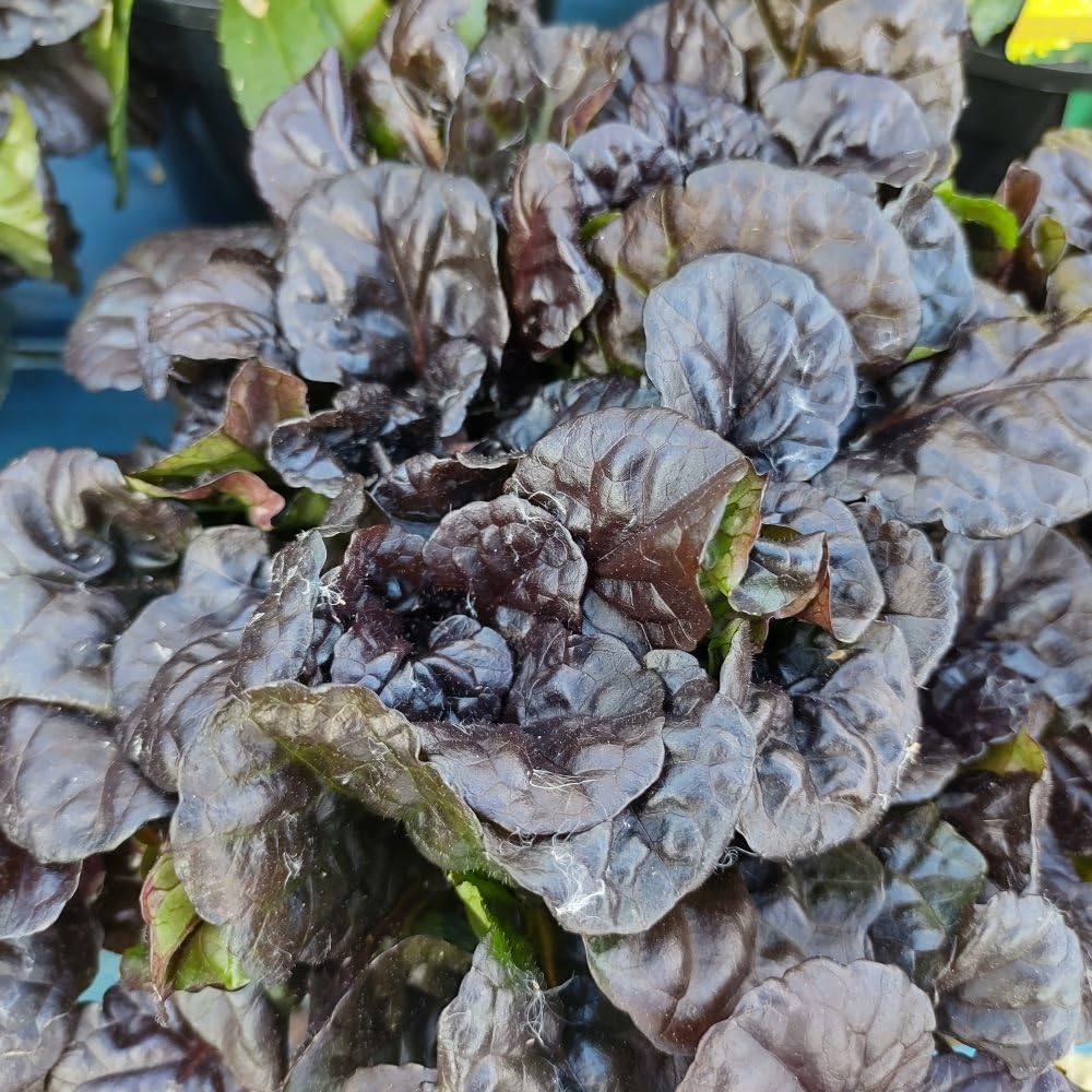 Ajuga reptans 'Black Scallop' - Stunning Violet Blue Flowers - Glossy Black Foliage - Sun Tolerant Ground Cover - Ideal for Borders and Rockeries - 2X 1 Litre Potted Plant by Thompson & Morgan