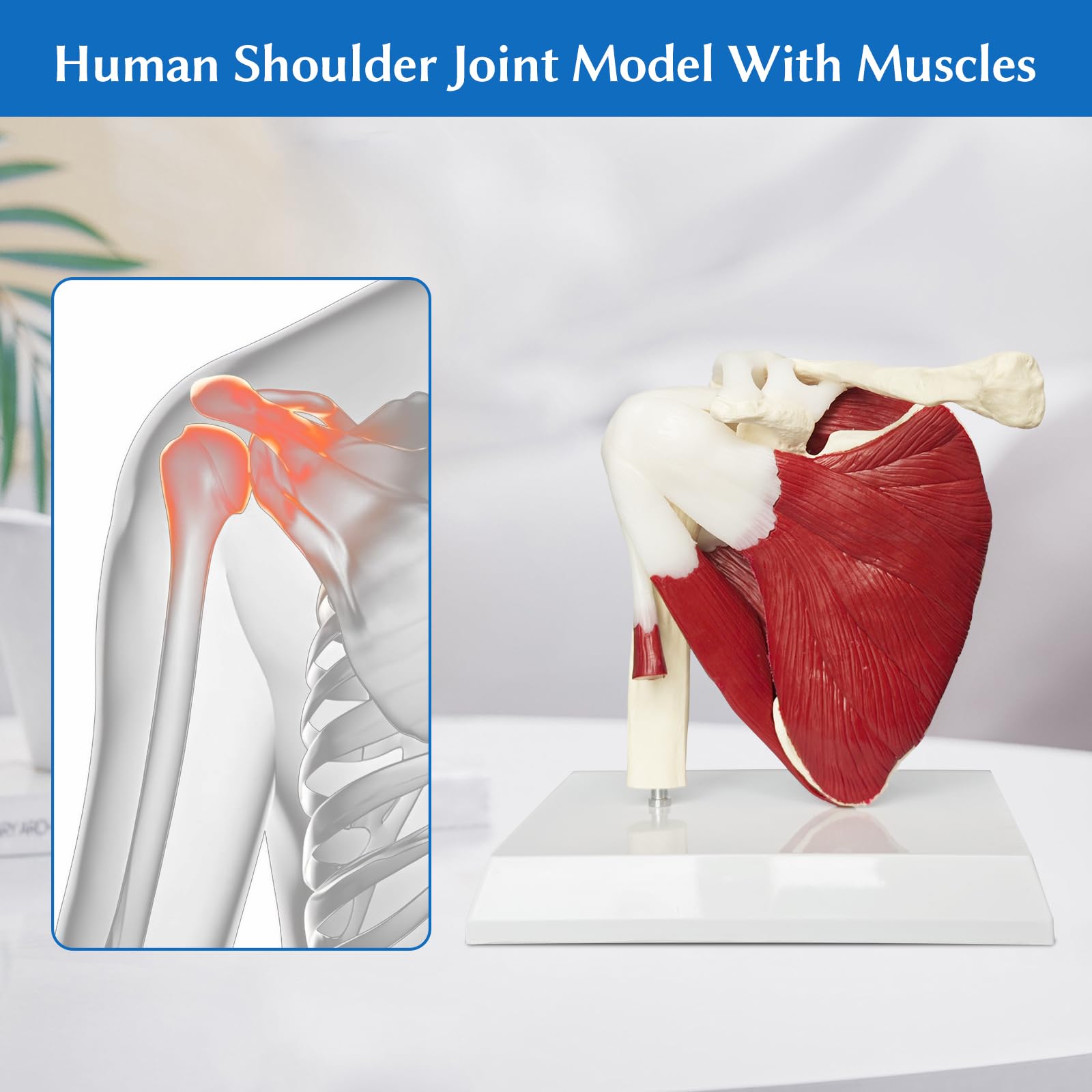Schulter Modell Anatomie, Anatomisches Schultergelenk Modell Mit Muskeln Und Sehnen, Lebensgroßes Schulter Modell Für Die Medizinische Anatomie