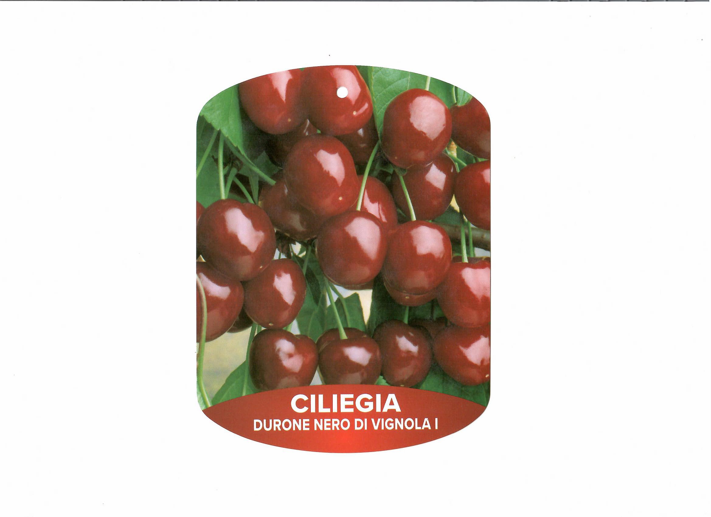 Piante di Ciliegio, piante da frutto (Durone Nero di Vignola I)