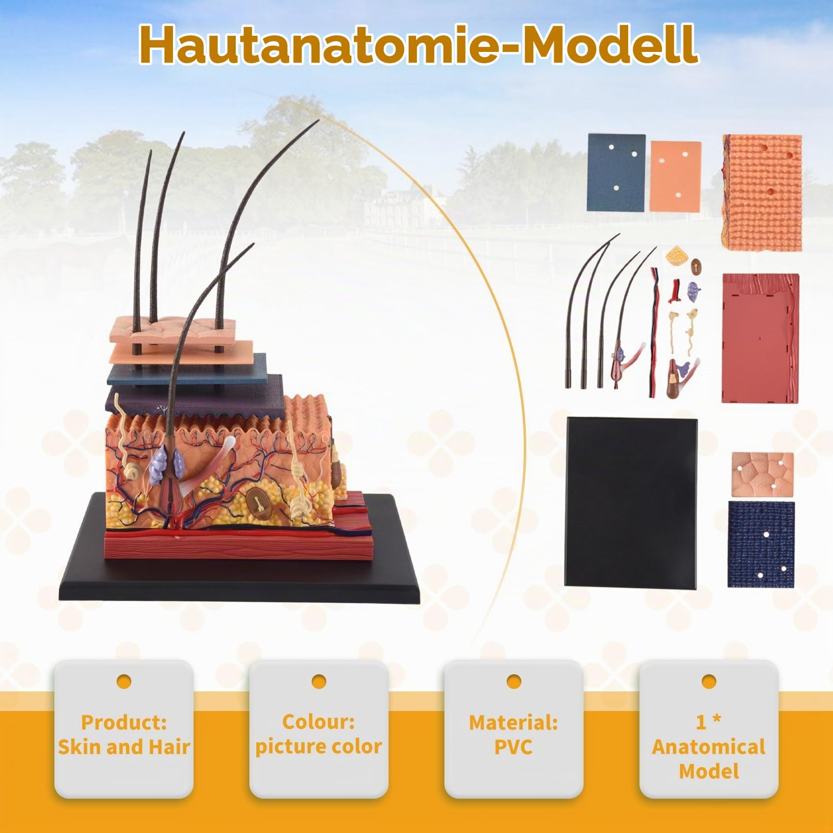 Menschliche Anatomie Haut Anatomie Modell, 3D-Hautschichten Anatomisches Puzzle Modell Für Medizinische Lehr, Human Anatomie-Modell, Geschenkidee für Krankenschwestern und Medizinstudenten