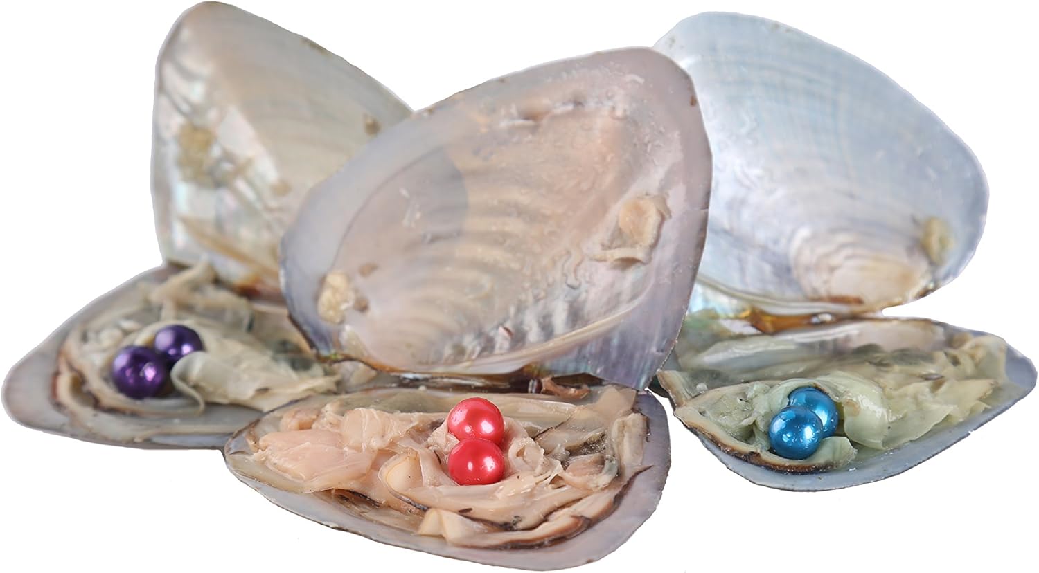 SEASAN Twins Oyster Pearls Freshwater Cultured Oysters with