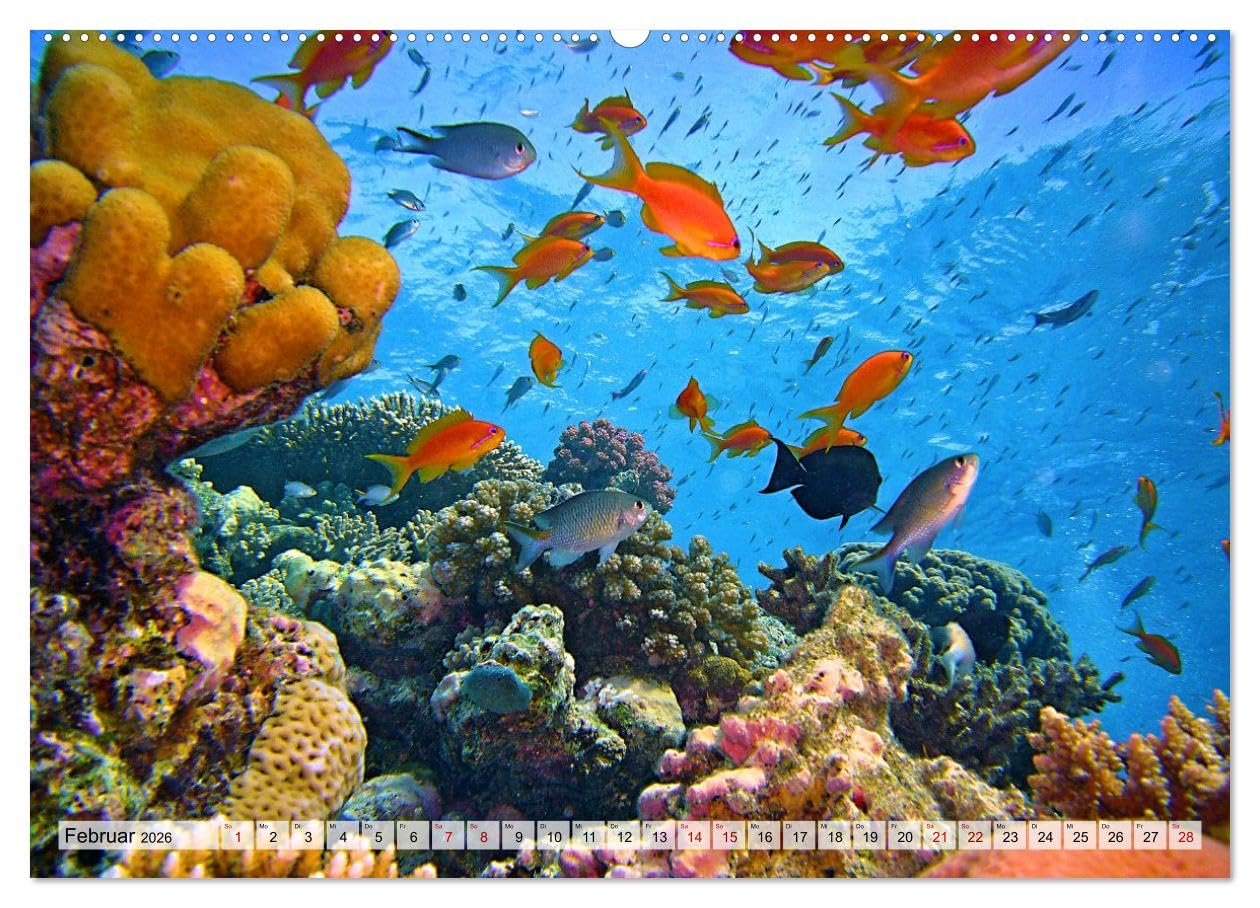 Abenteuer Riff - bunte Unterwasserwelt (Wandkalender 2026 DIN A2 quer), CALVENDO Monatskalender: Fantastische Unterwasseraufnahmen zeigen das ... Korallenriffen der Erde (CALVENDO Natur)