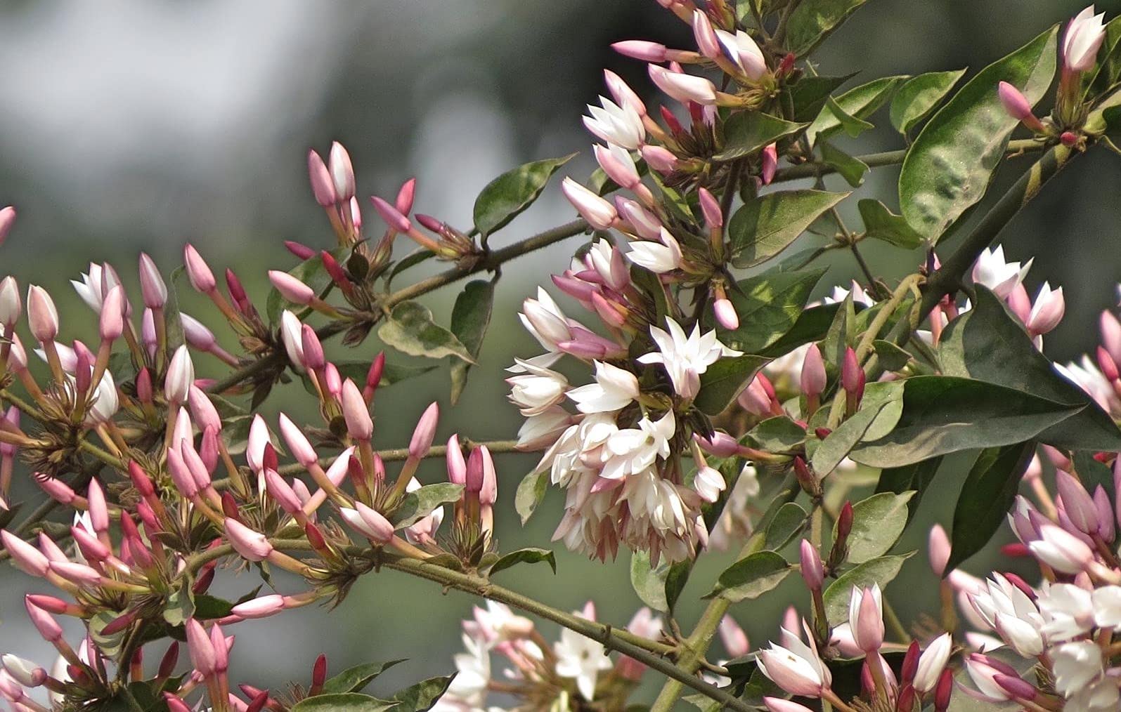 See full amazon price history chart for The Entacloo Pink Bud Kundo Jasmine Flower Plant/pink jasmine The Entacloo Pink Bud Kundo Jasmine Flower Plant/pink jasmine (B09C4HQGRF) Amazon Price History, Amazon Price Tracker