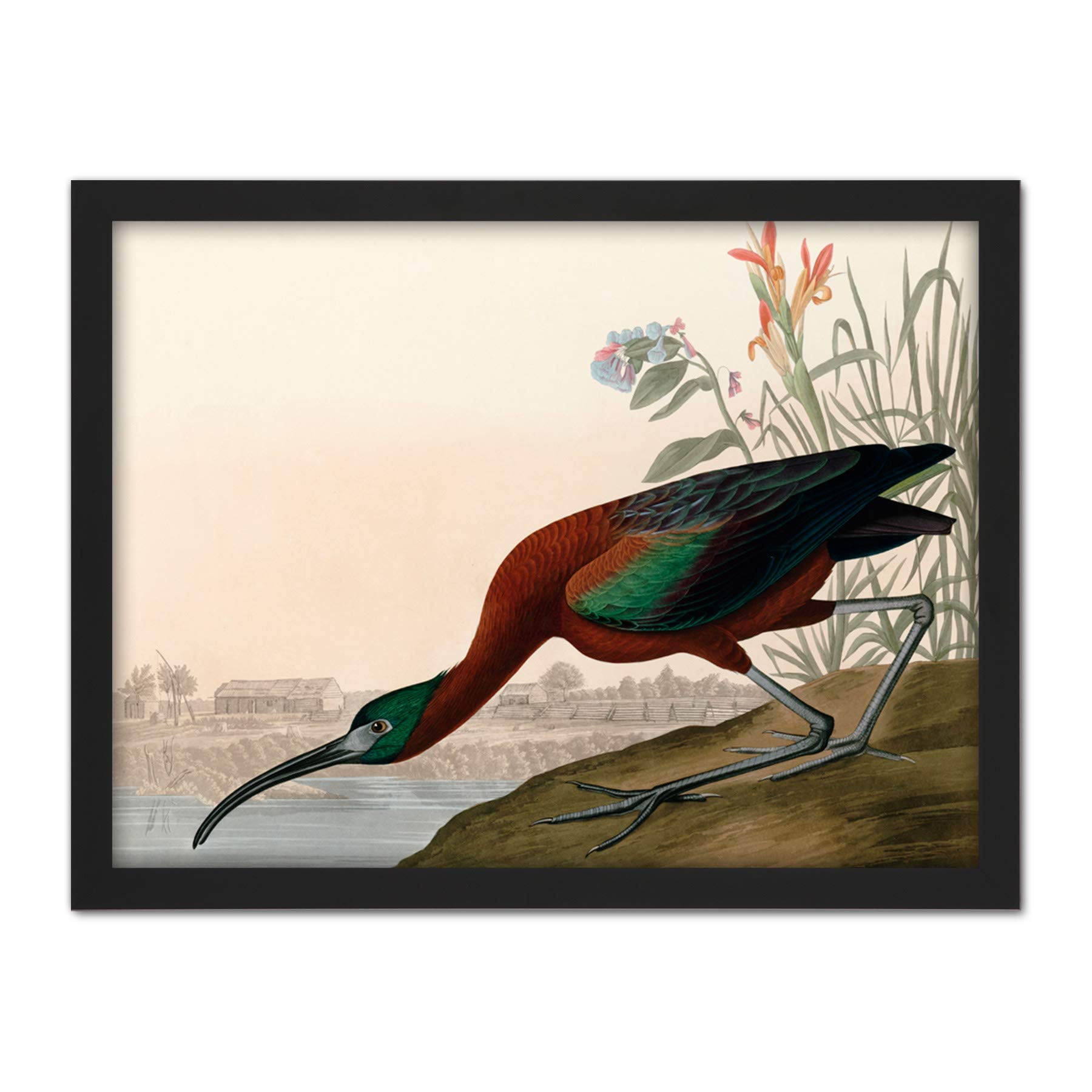 Artery8 Audubon Birds Glossy Ibis Painting Artwork Framed Wall Art Print 18X24 Inch