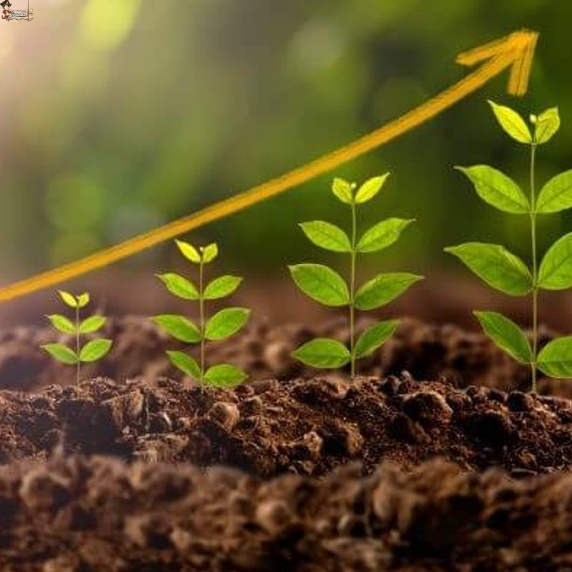 BricoLoco.com Humus de lombriz líquido ¡¡¡ Pack 3 litros !!! (3X1 LTS) Abono Fertilizante huerto, Plantas. Apto para Agricultura ecológica. Mejora fertilidad del Suelo, aporta Materia orgánica. (3)