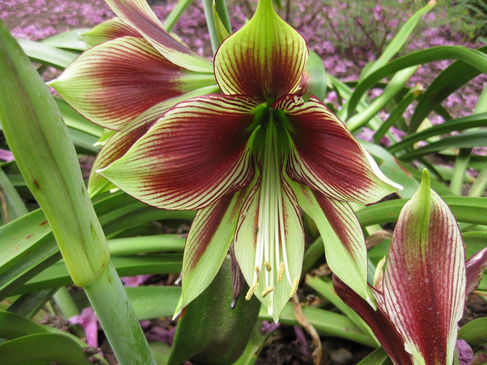 Samen Paket: Hippeastrum Papilio * metling Amaryllis * Seltene e n- * 3  Samen : Amazon.de: Garten