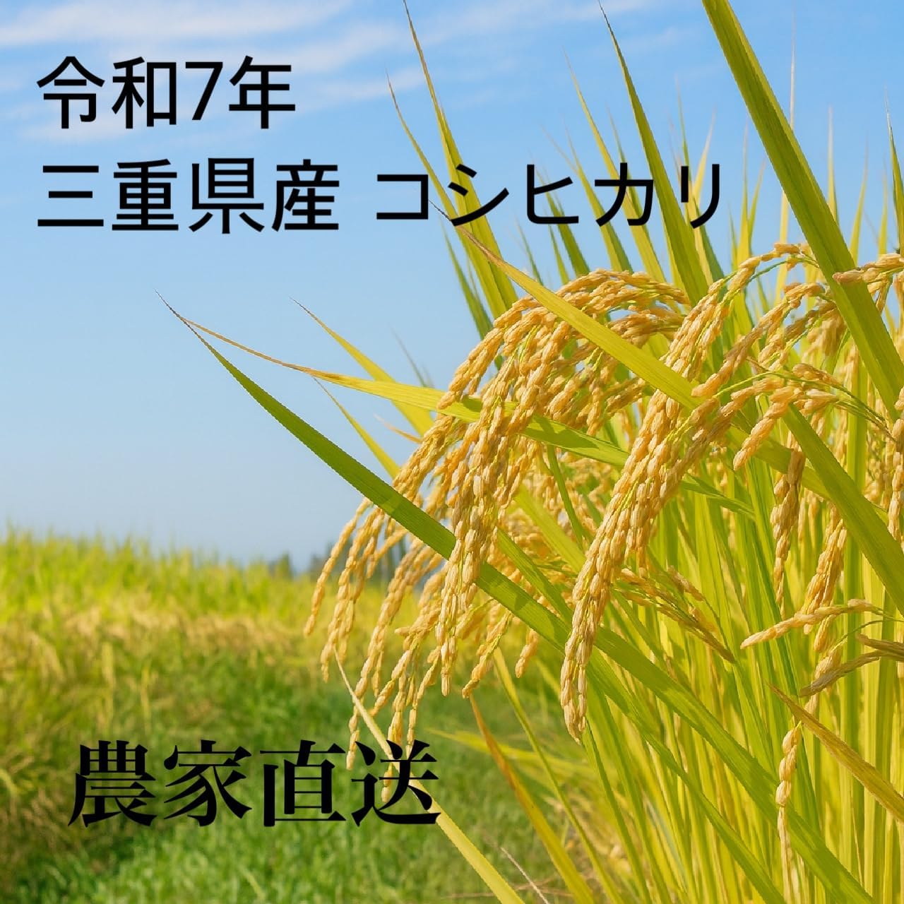 新米・令和5年産　玄米新潟コシヒカリ30kg（10k×3）精米無料★農家直送15 kgtomioka_g30