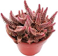 Vista 27 de Cadena de perlas (Senecio Rowleyanus) de 4 pulgadas, suculenta viva enraizada en macetas con mezcla de tierra, planta doméstica rara para decoración