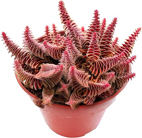 Miniatura 27 de Cadena de perlas (Senecio Rowleyanus) de 4 pulgadas, suculenta viva enraizada en macetas con mezcla de tierra, planta doméstica rara para decoración