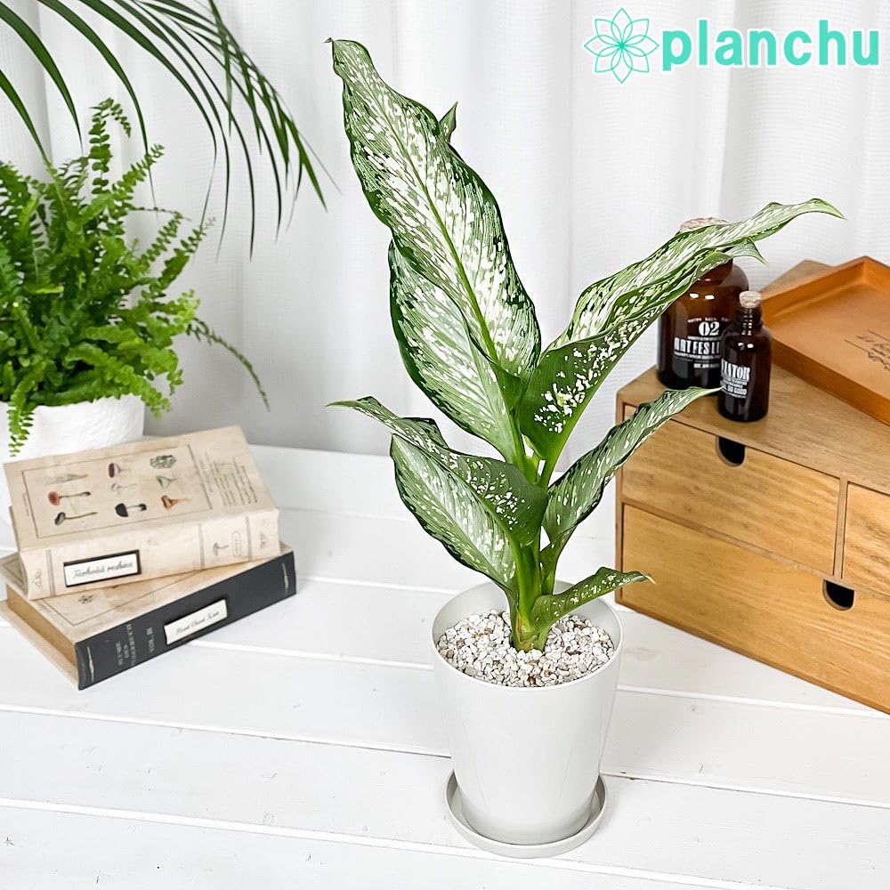Amazon｜PLANCHU 観葉植物 ディフェンバキア ティキ 4号鉢 受け皿付き