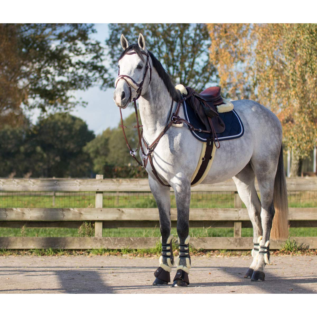 QHP Collier de Chasse Ontario - Marron - COB