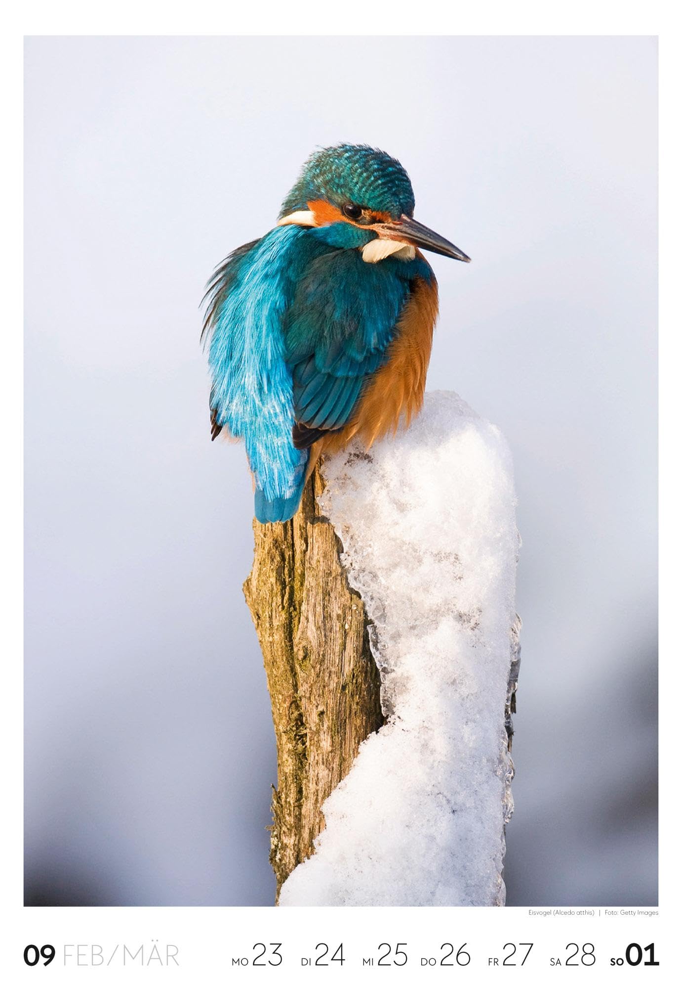 Natur Wochenkalender 2026 | Natur-Kalender mit 53 großformatigen Bildern im Hochformat (29x42 cm) | Heimische Flora und Fauna