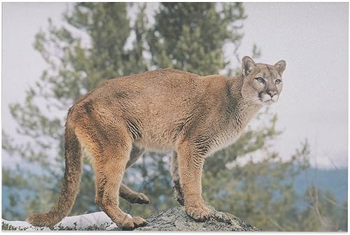 Póster de lienzo de león de montaña con vida silvestre occidental, decoración de dormitorio, paisaje deportivo, oficina, habitación, regalo, póster