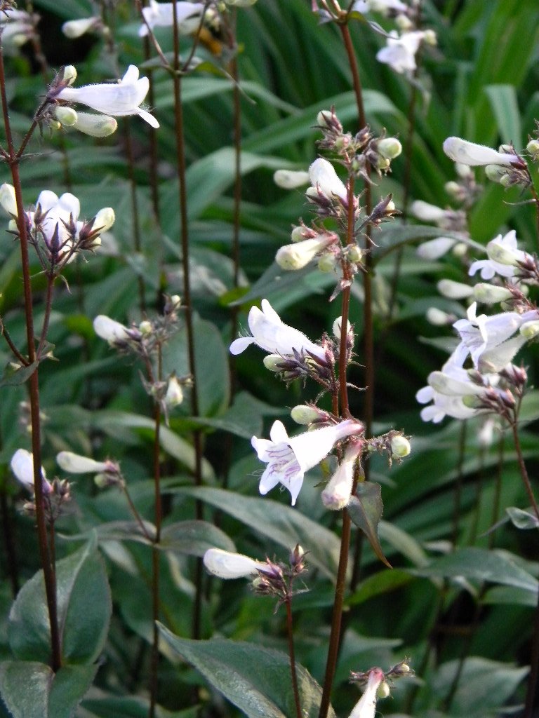 Penstemon digitalis 'Huskers Red'