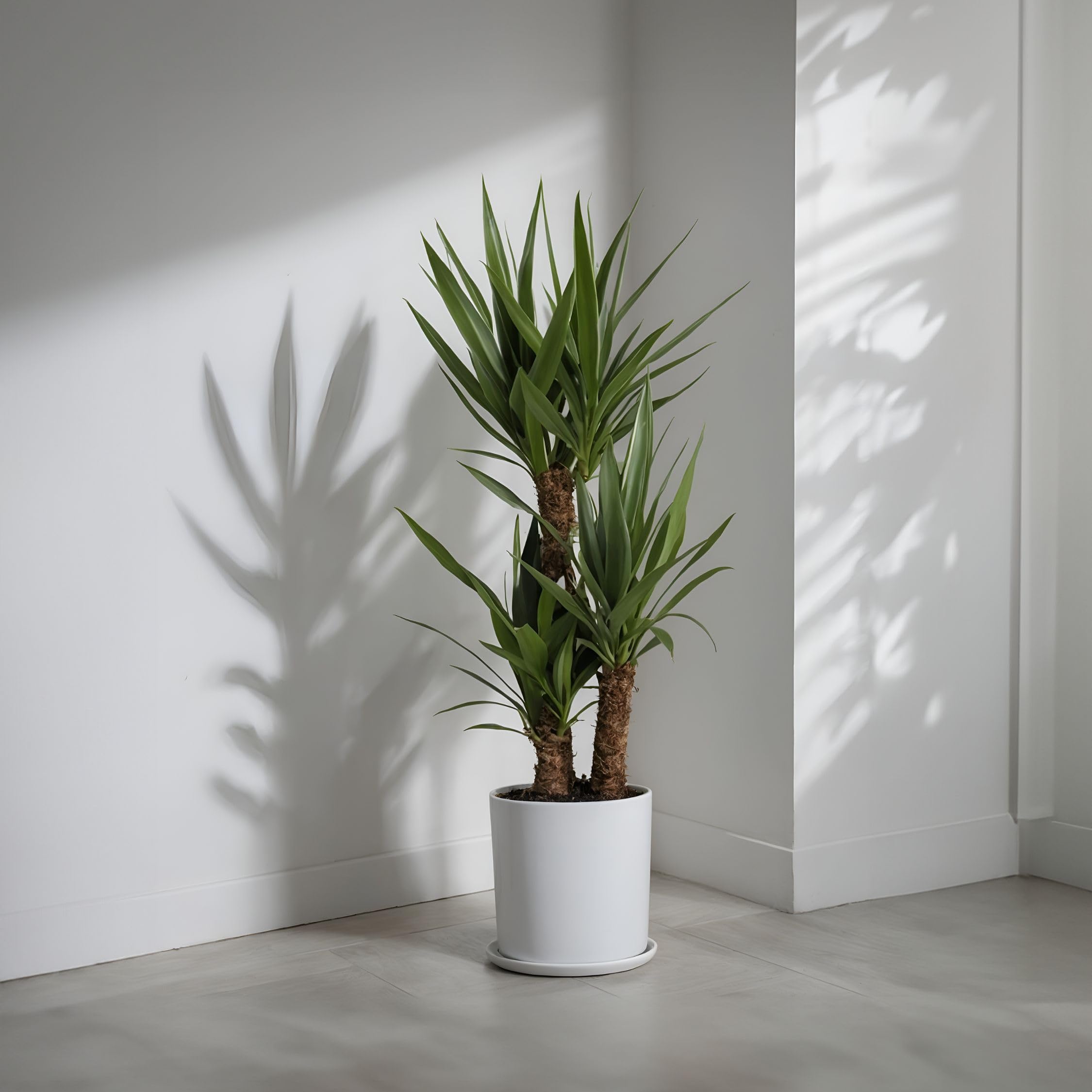 Plant in a Box - Yucca Éléphantipes - Plante d'intérieur - Pied d'éléphant - Pot 17cm - Hauteur 70-80cm