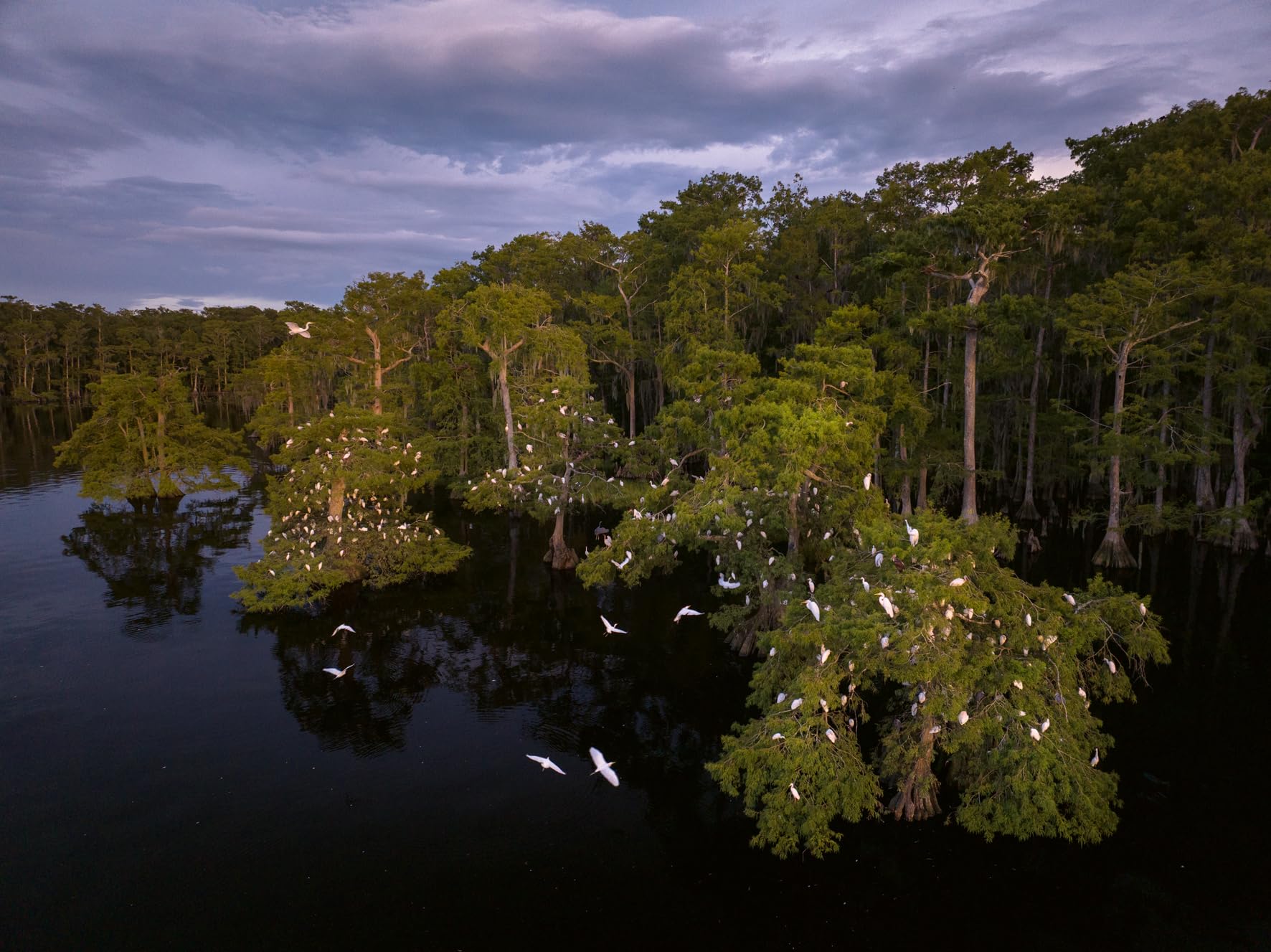 American Amazon: Ancient Forests and Living Waters of the Wild Southeastern US