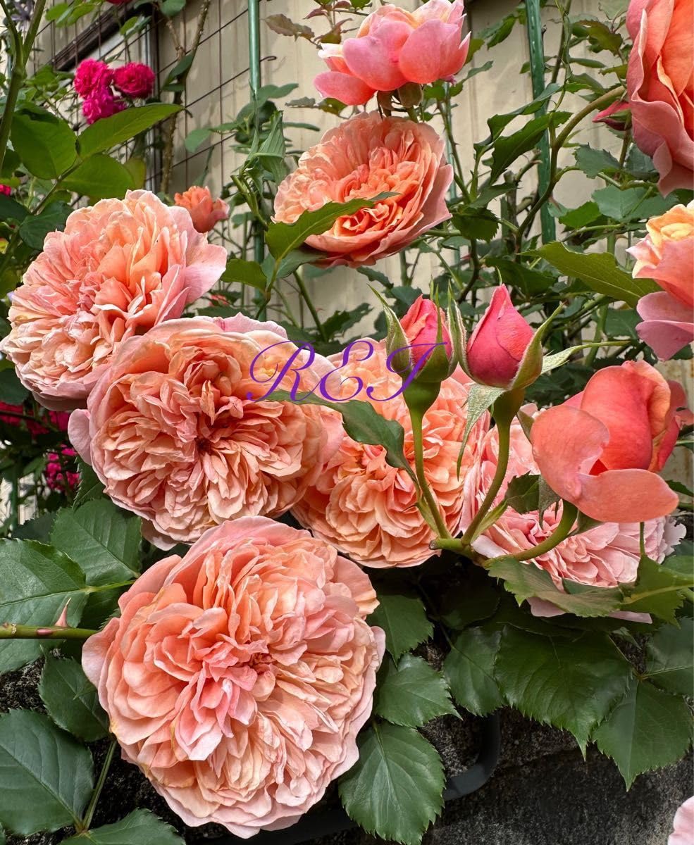 2本＊挿し穂◆薔薇 バラ 別名 エデン ローズ88 カップ咲 挿し木用 カット 2本＊挿し穂◇薔薇 バラ 別名 エデン ローズ88 カップ咲 挿し木用
