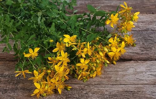 Miniatura 7 de Semillas de hierba de San Juan - Hierbas tradicionales - Sin OMG