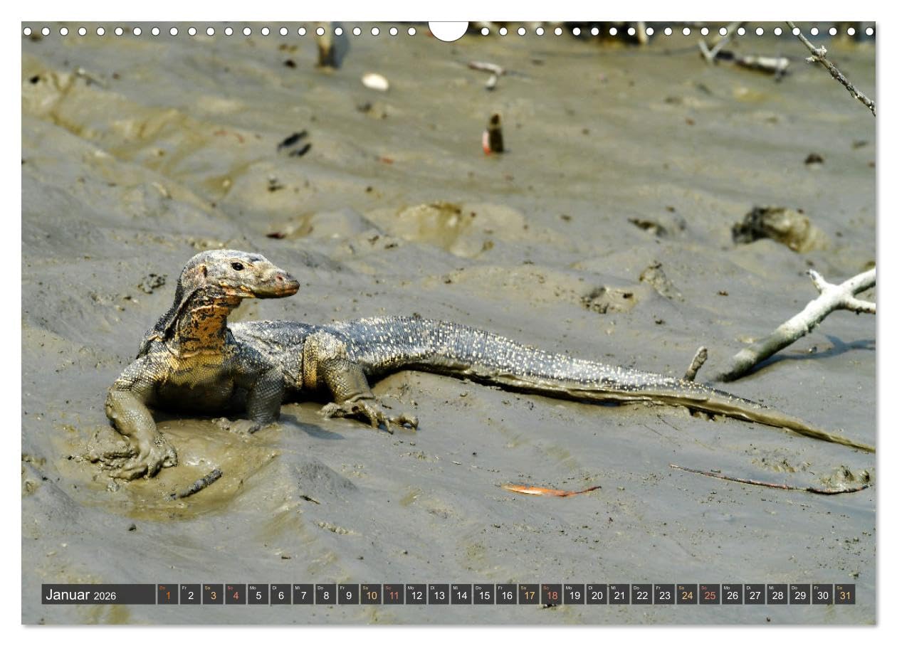 Tiere Indiens close up (Wandkalender 2026 DIN A3 quer), CALVENDO Monatskalender: Auge in Auge mit Wildtieren Indiens