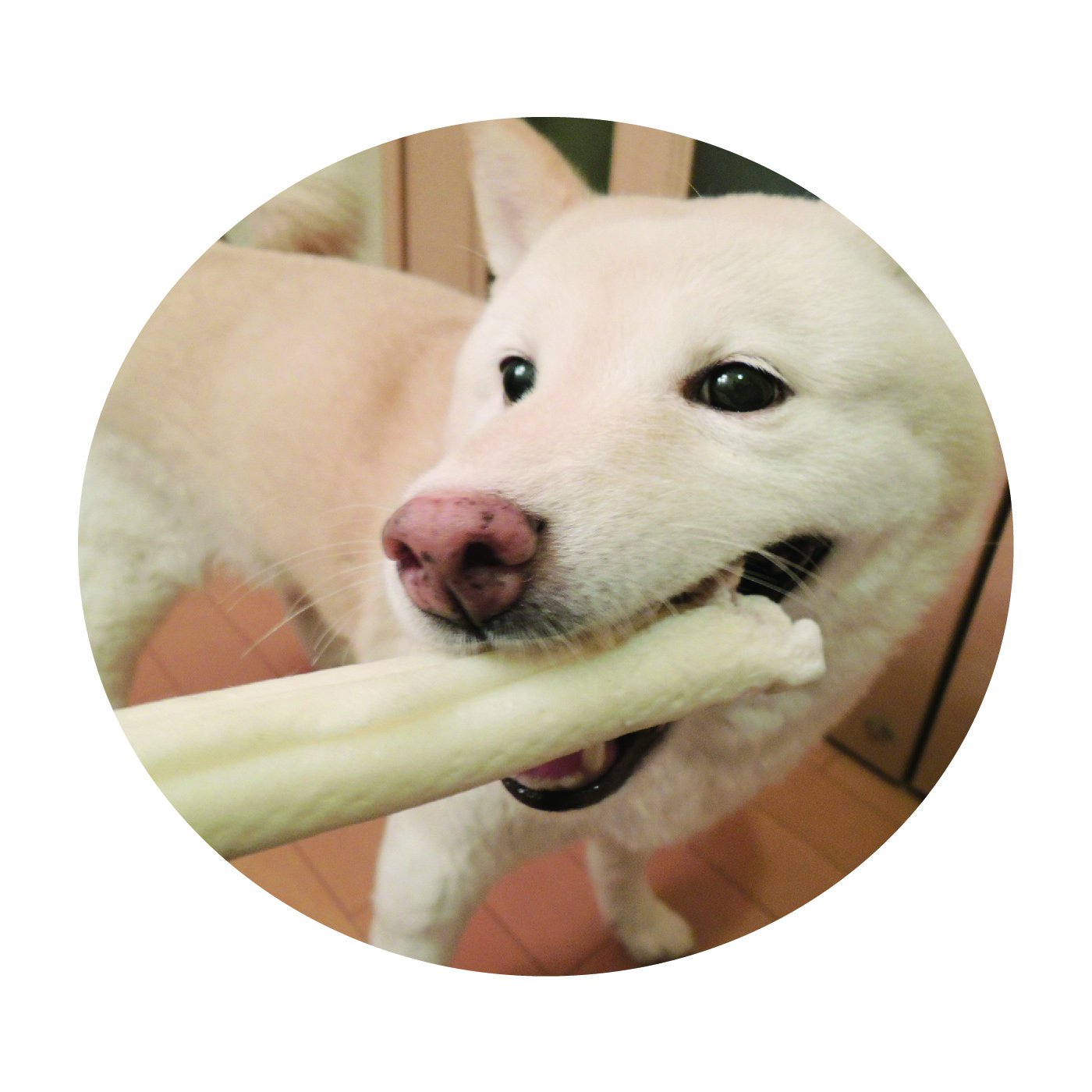 犬用 トラッドホワイト 骨型 BIG ×2 Amazon | ペッツルート トラッドホワイトガムBIg | ペッツルート