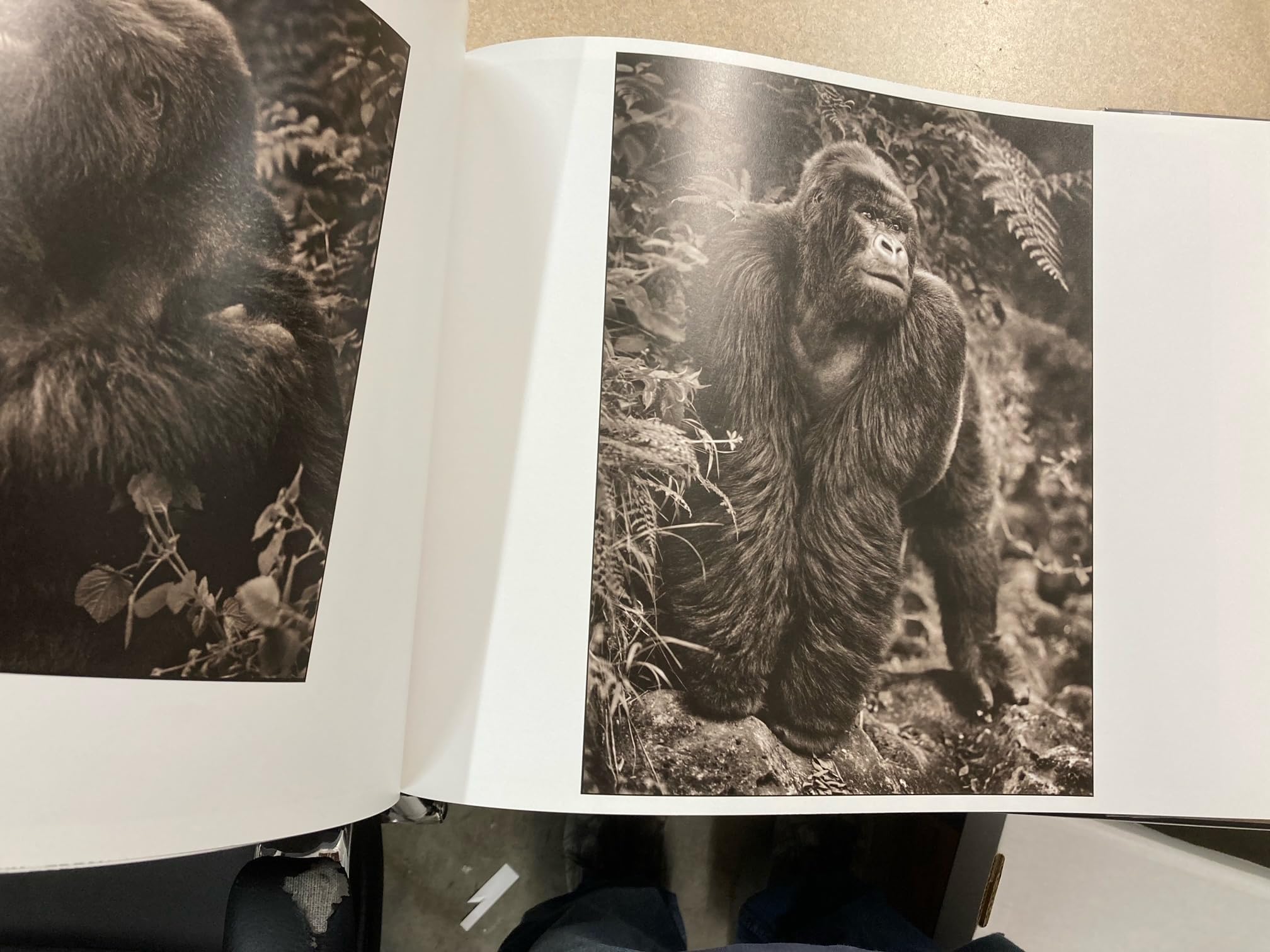 A Shadow Falls Hardcover – September 1, 2009