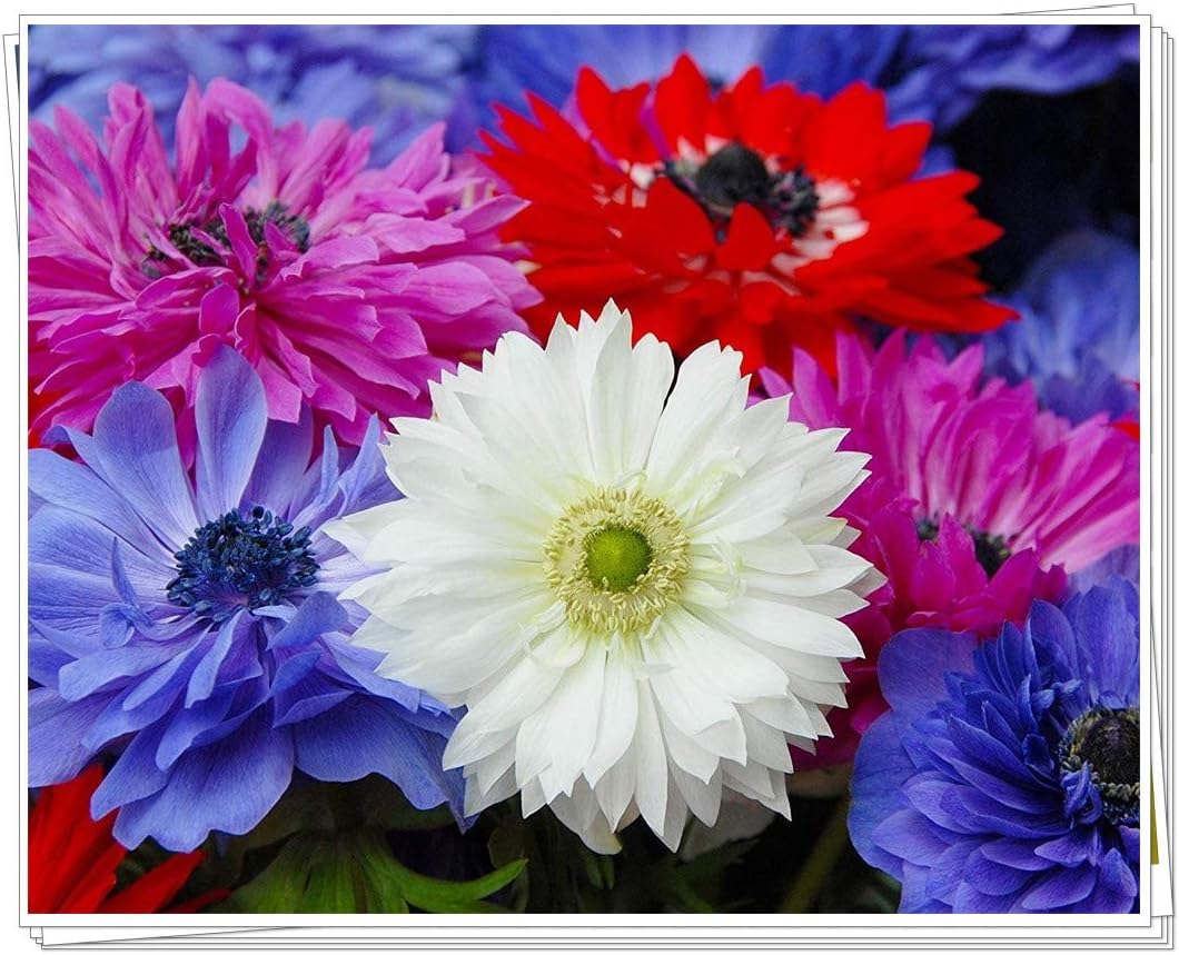 アネモネ 球根レア現在販売中 花は珍しい冬の植栽土壌培養植物 アネモネ 球根レア現在販売中 花は珍しい冬の植栽土壌培養植物