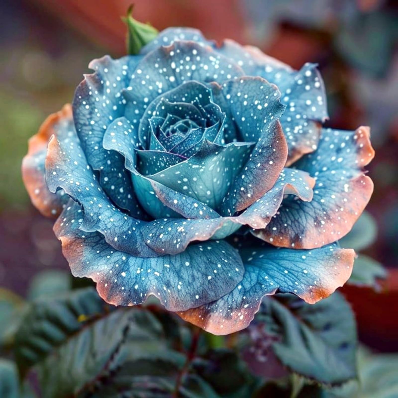 Excellent Rose Rhizome, Hardy Perennial, Garden Decoration, No Watering Required, Professional Planting, Suitable for Spring and Autumn-5 Rhizome-E