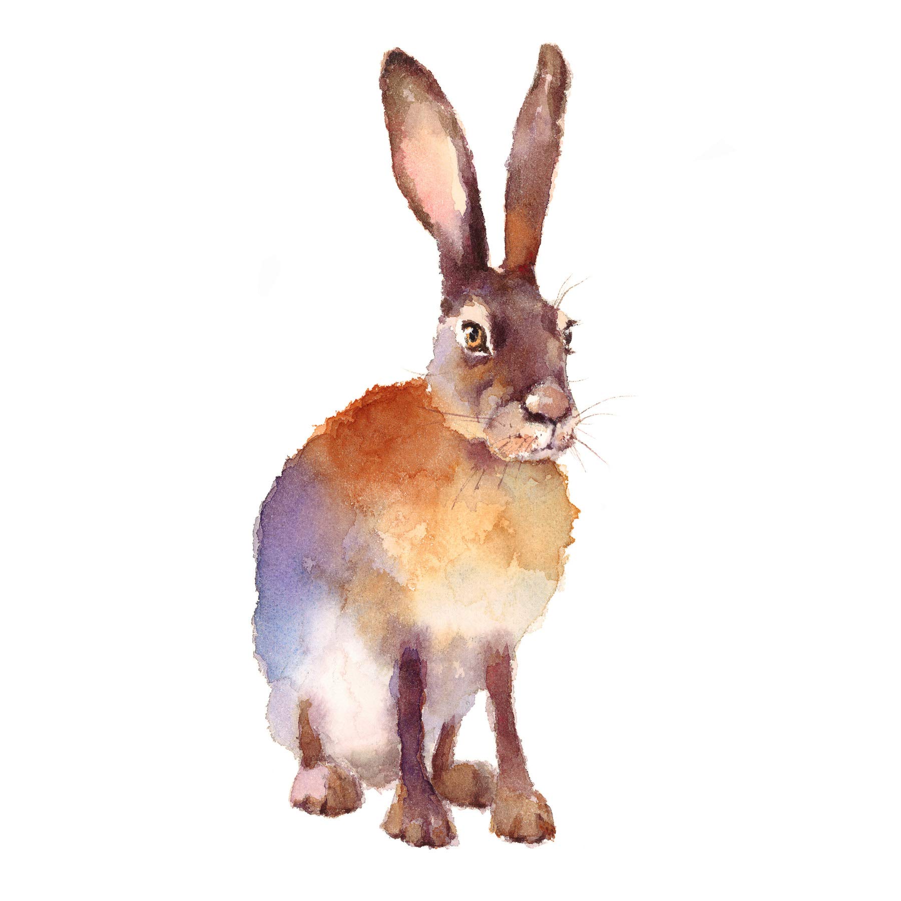 Wee Blue Coo Hare Watercolour Isolated Art Print Poster Wall Decor