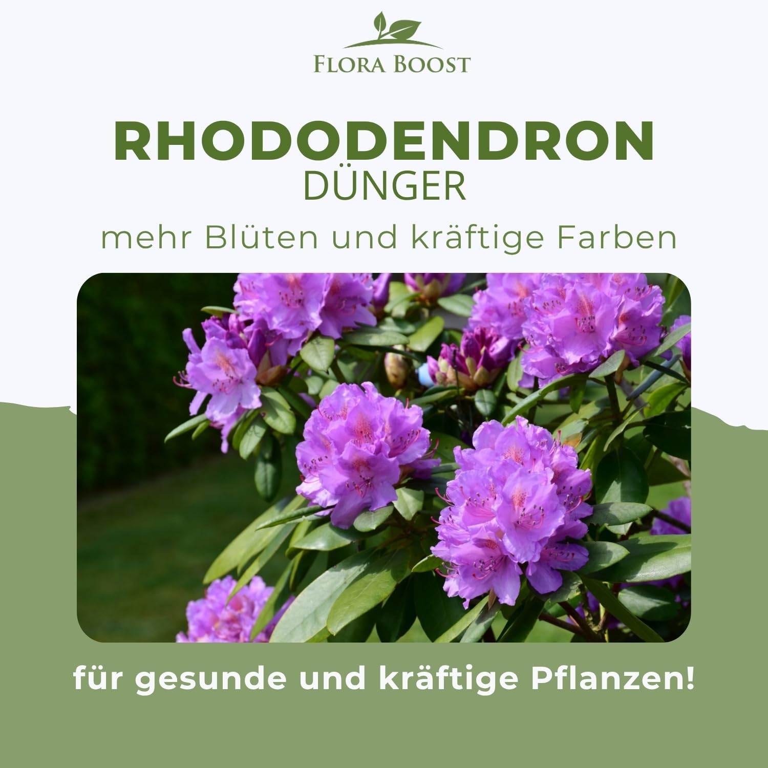 Konfitee Flora Boost Rhododendron Dünger 5000ml - Für bis zu 1000L Gießwasser - Blumendünger für Rhododendron Pflanzen - Flüssiger Blatt- & Wurzeldünger - 100% natürlicher Pflanzendünger