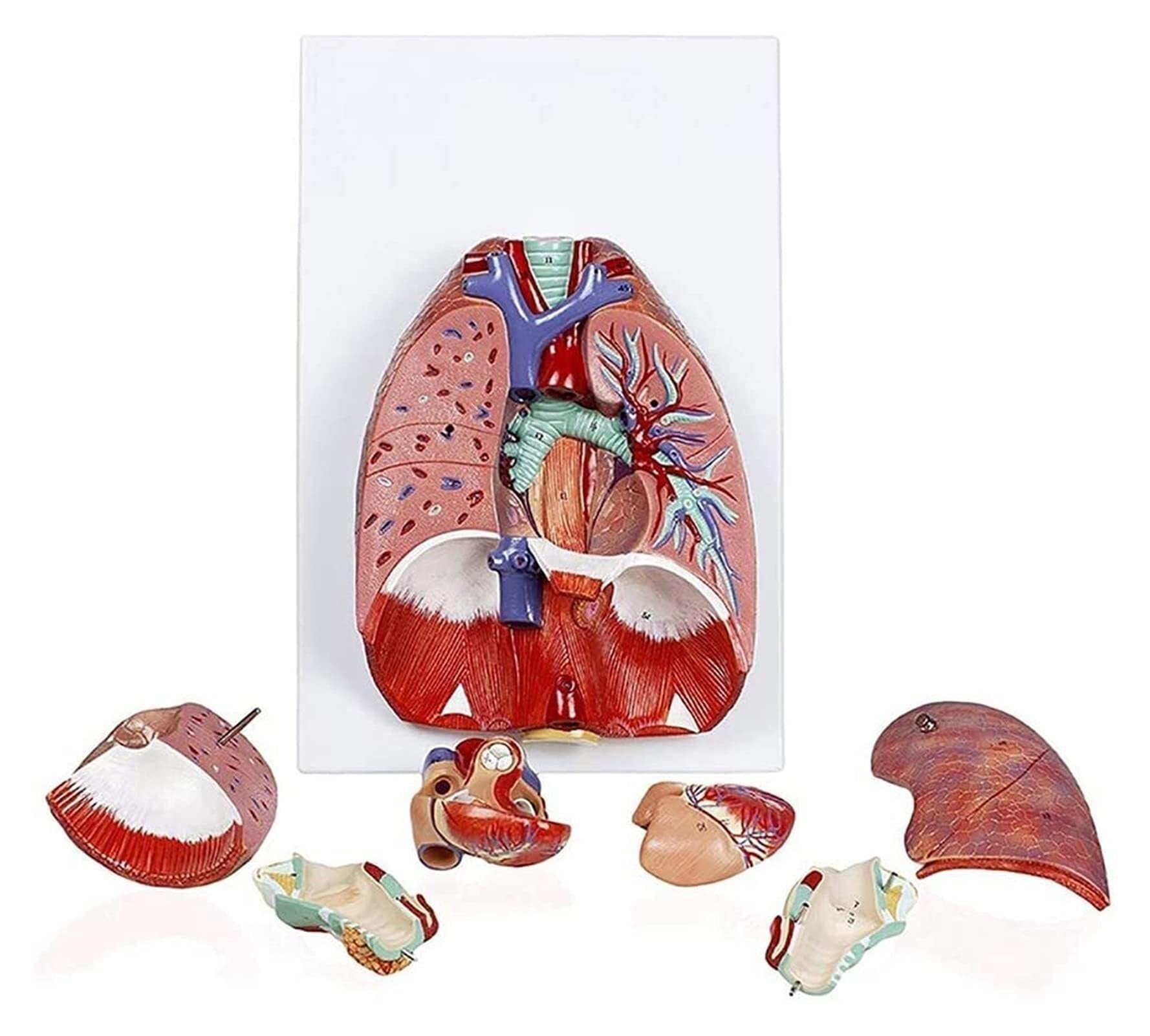 XINGLUOY Throat heart lung model respiratory system human anatomy