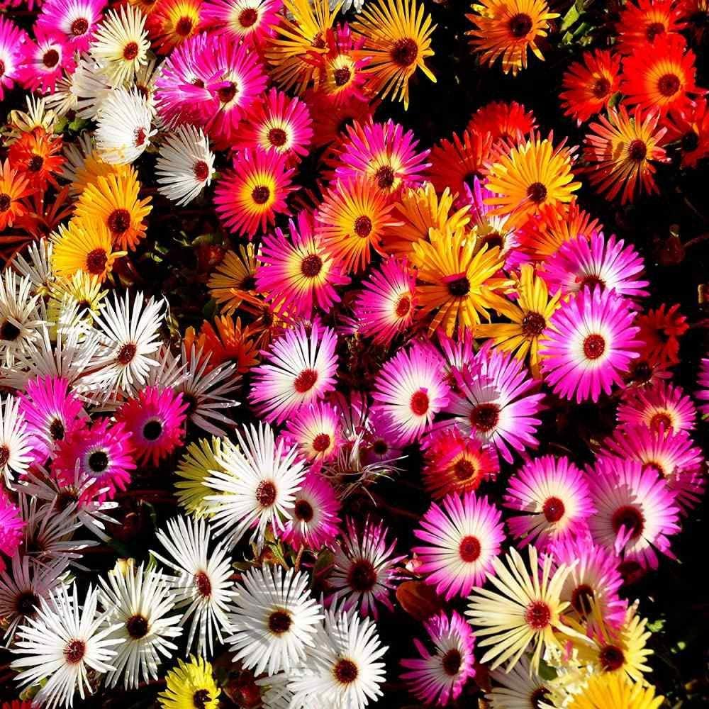 See full amazon price history chart for Flora Seeds Ice Plant Flower Seeds, Ice Plant Seeds For Home & Kichen Gardening Flora Seeds Ice Plant Flower Seeds, Ice Plant Seeds For Home & Kichen Gardening (B0BSBR39DP) Amazon Price History, Amazon Price Tracker