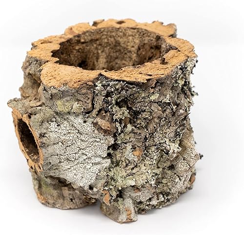 Air plant shop Macetas de corteza de corcho natural, al por mayor y a granel, suculentas, Tillandsia viva, plantas de interior y exterior de fácil