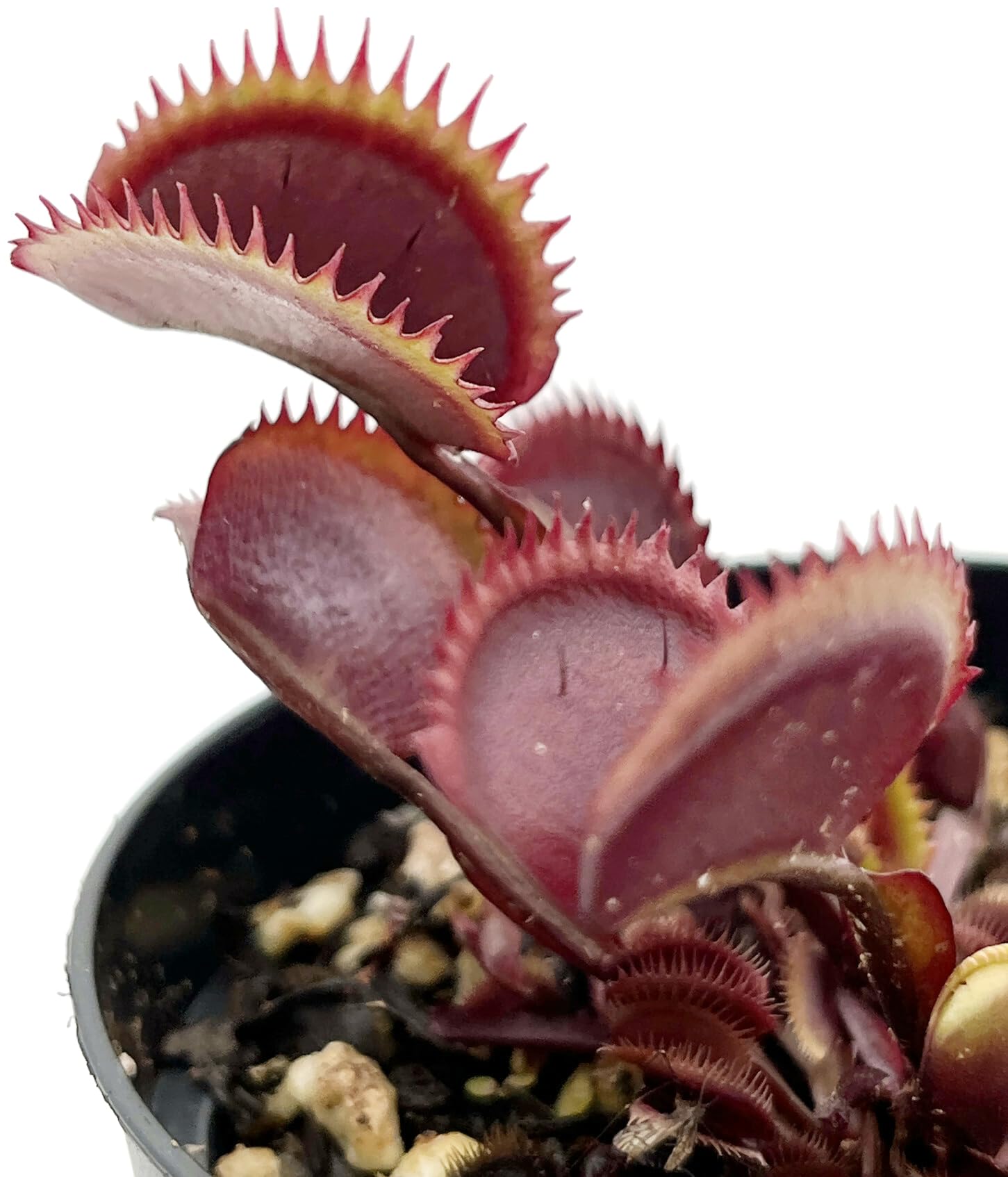 Dionaea Muscipula 'Red Piranha' - rote Venusfliegenfalle - blühfähig im 9 cm Rundtopf - fleischfressende Pflanze