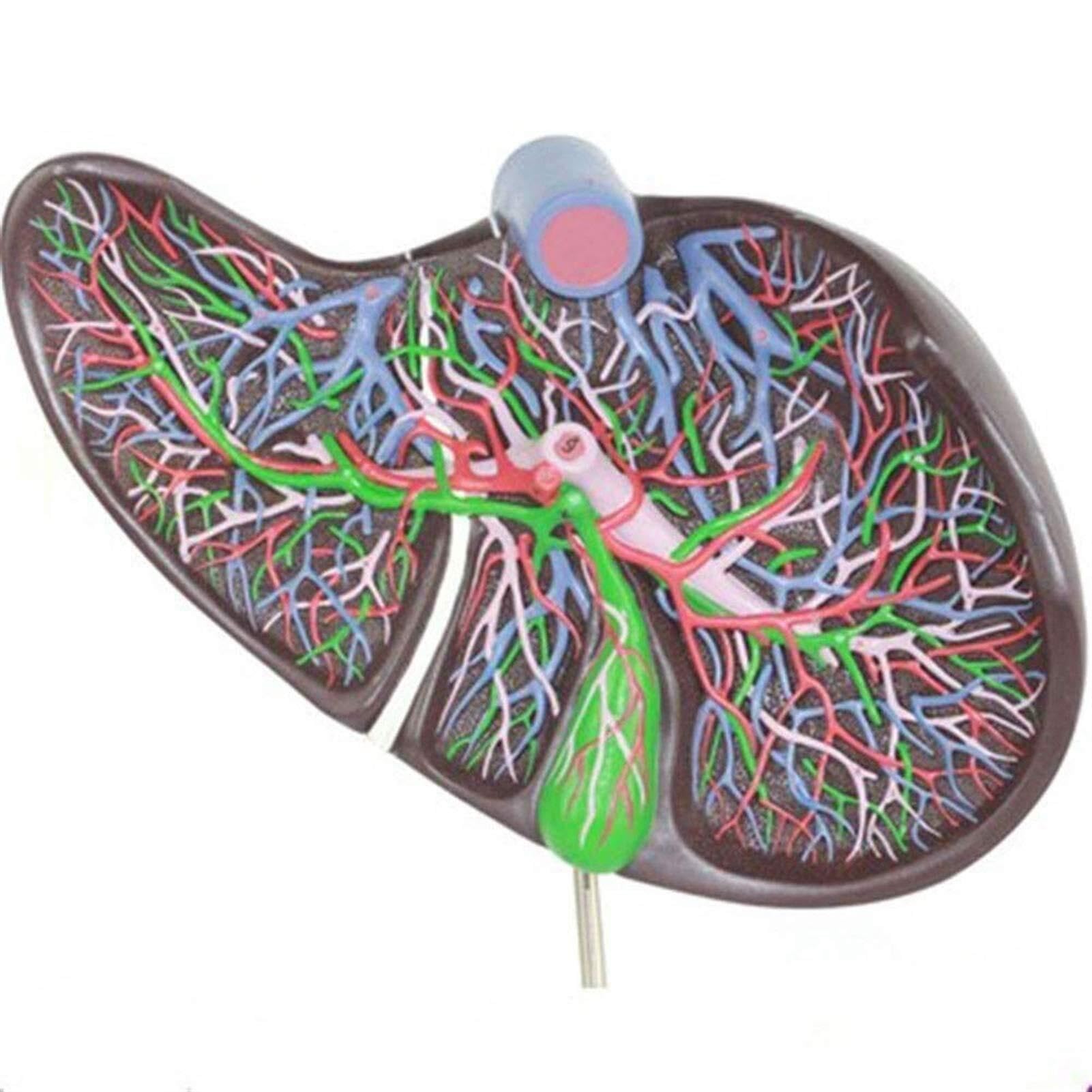 Fegato cistifellea Anatomia del fegato Modello di viscerale ingrandito organi digestivi Umani