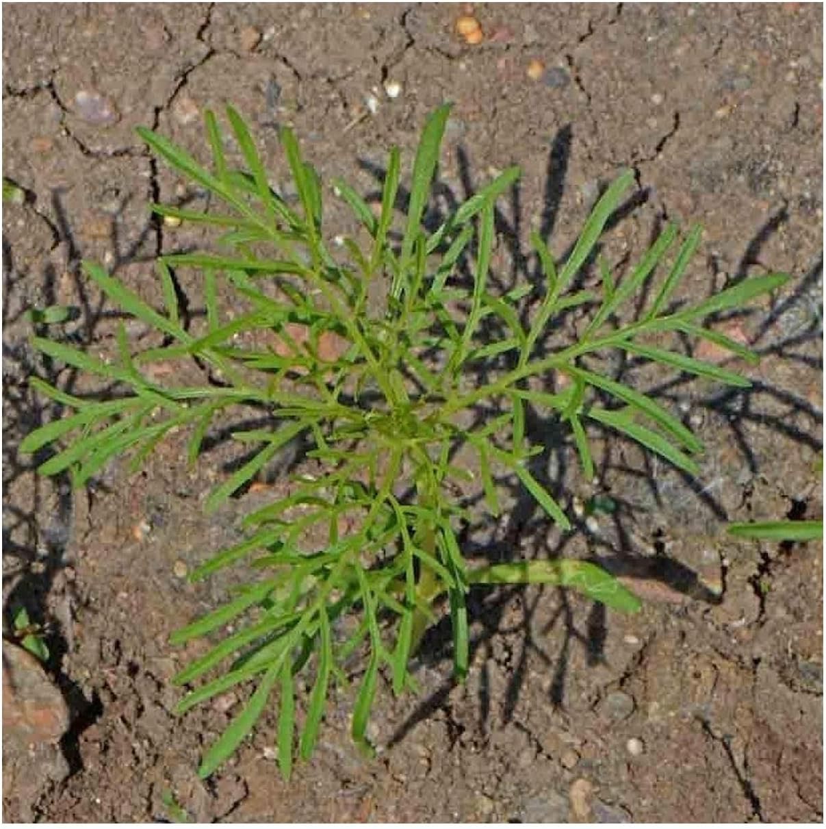 Everwilde Farms - 1 Lb Dazzler Cosmos Wildflower Seeds - Gold Vault