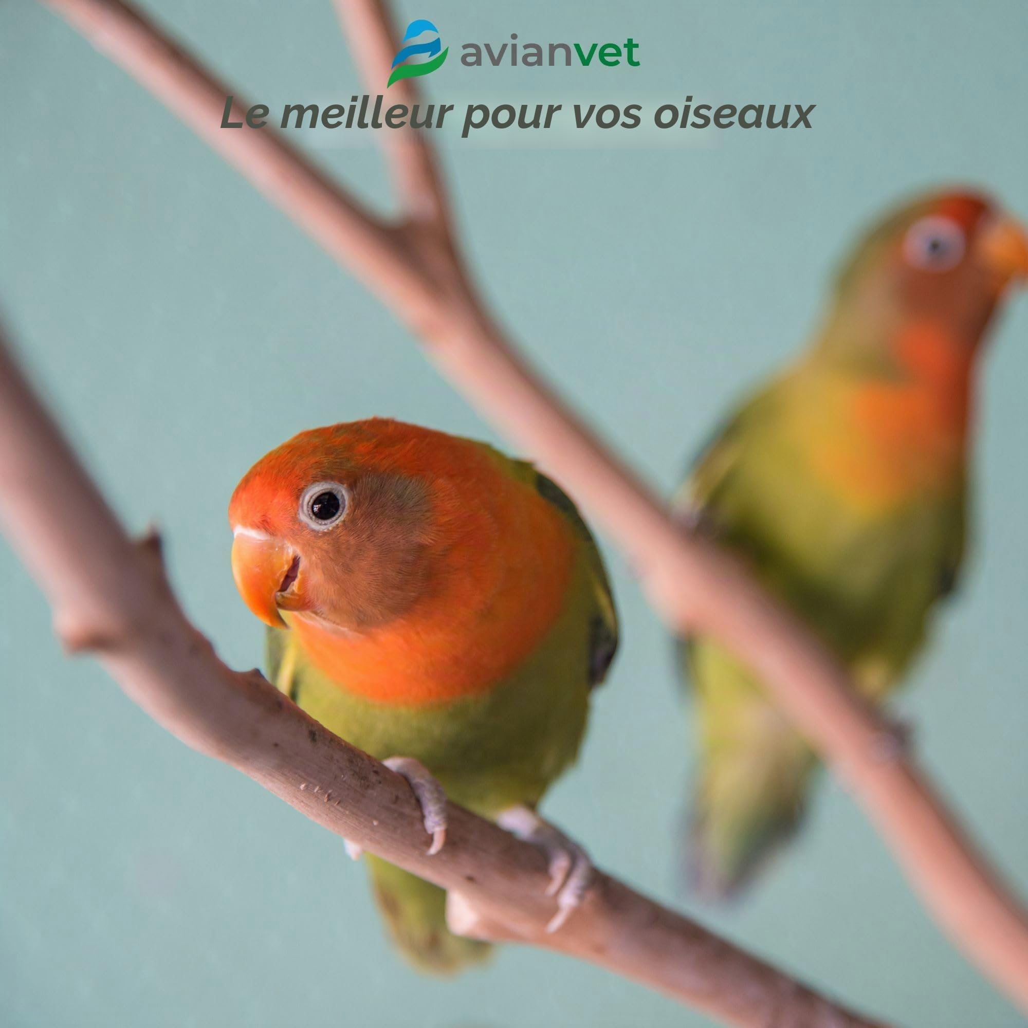Visvitae | Collyre pour les lésions oculaires des oiseaux | Maintient les yeux hydratés, humidifie et protège la cornée 15g