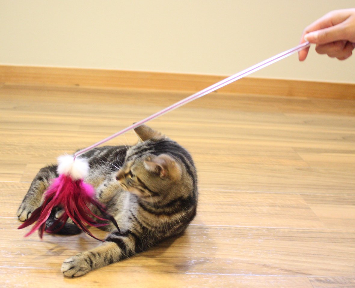 Amazon | じゃれ猫 ふりふり三まい タンゴ | キャティーマン (CattyMan