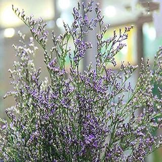 Lover's Grass Flower Seeds 30pcs Organic Purple Little Flower Easy to Grow Fresh Premium Plants Seeds for Planting Garden Yard Outdoor