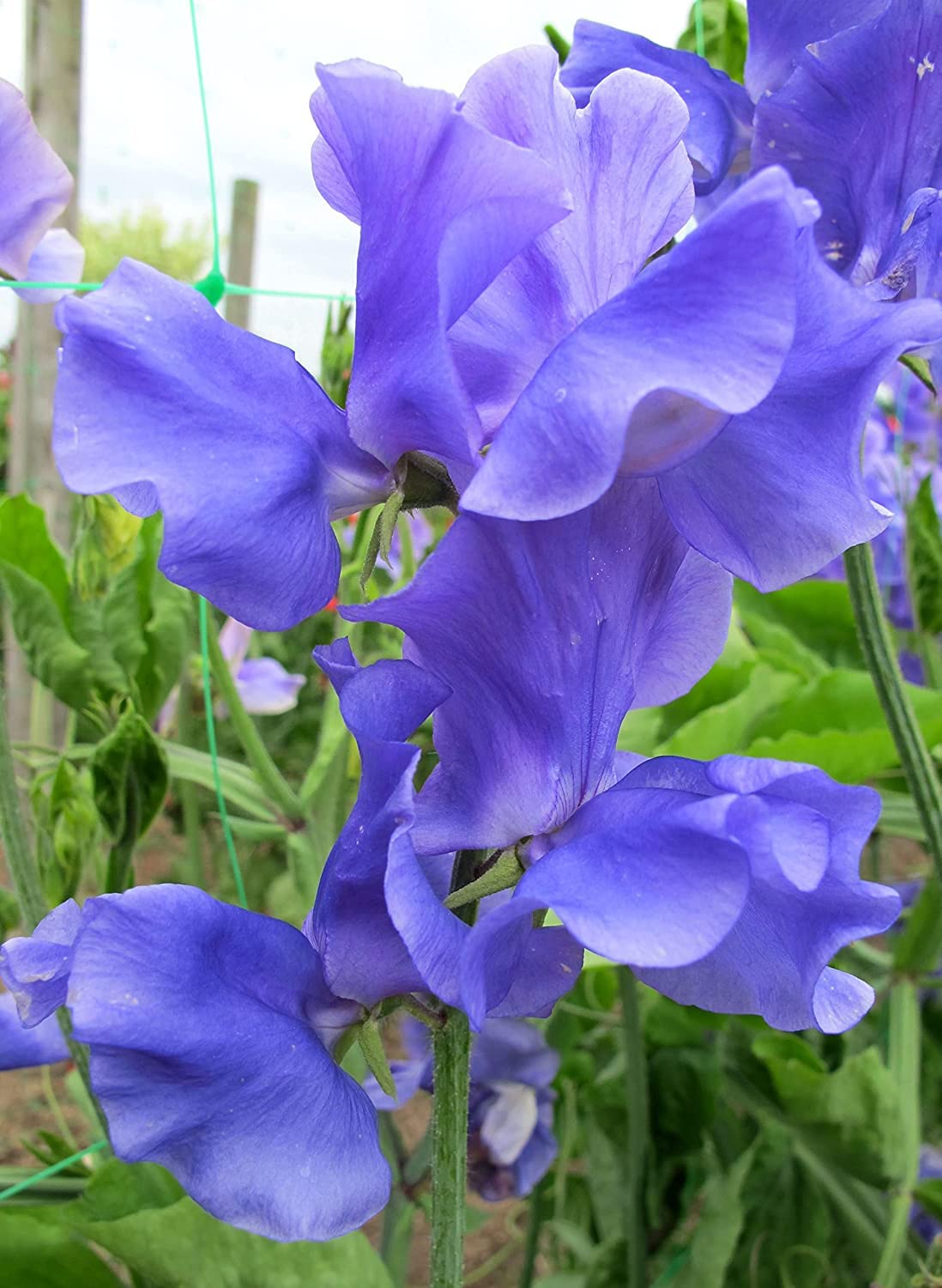 See full amazon price history chart for SRI SAI FORESTRY Sweet Pea Blue Lathyrus odoratus Fragrant Flower Seeds for Planting for Garden Flower Beds Hanging Baskets 100 Seeds SRI SAI FORESTRY Sweet Pea Blue Lathyrus odoratus Fragrant Flower Seeds for Planting for Garden Flower Beds Hanging Baskets 100 Seeds (B0C4Z69YRZ) Amazon Price History, Amazon Price Tracker