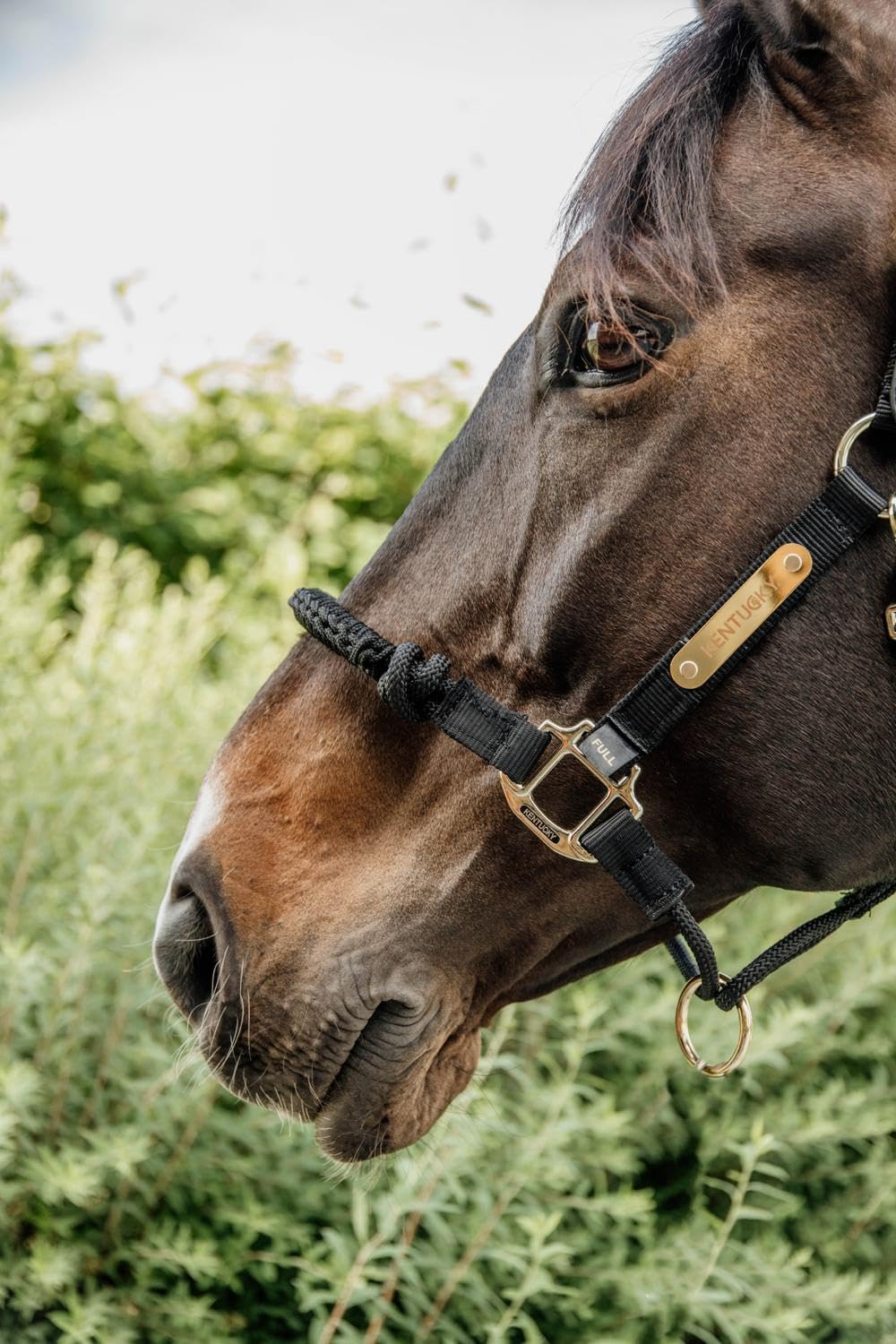 Kentucky Horseware - Cabezada para control de sangre caliente, color negro