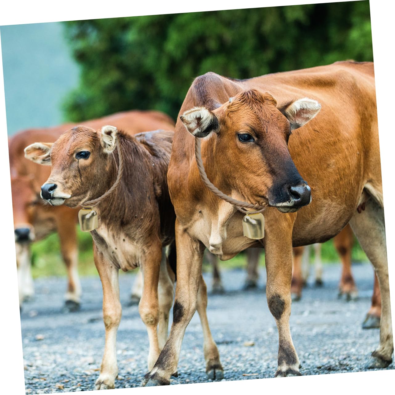 Campane da Bovini in Ferro 4 Pezzi, Oro, Aspetto Retrò