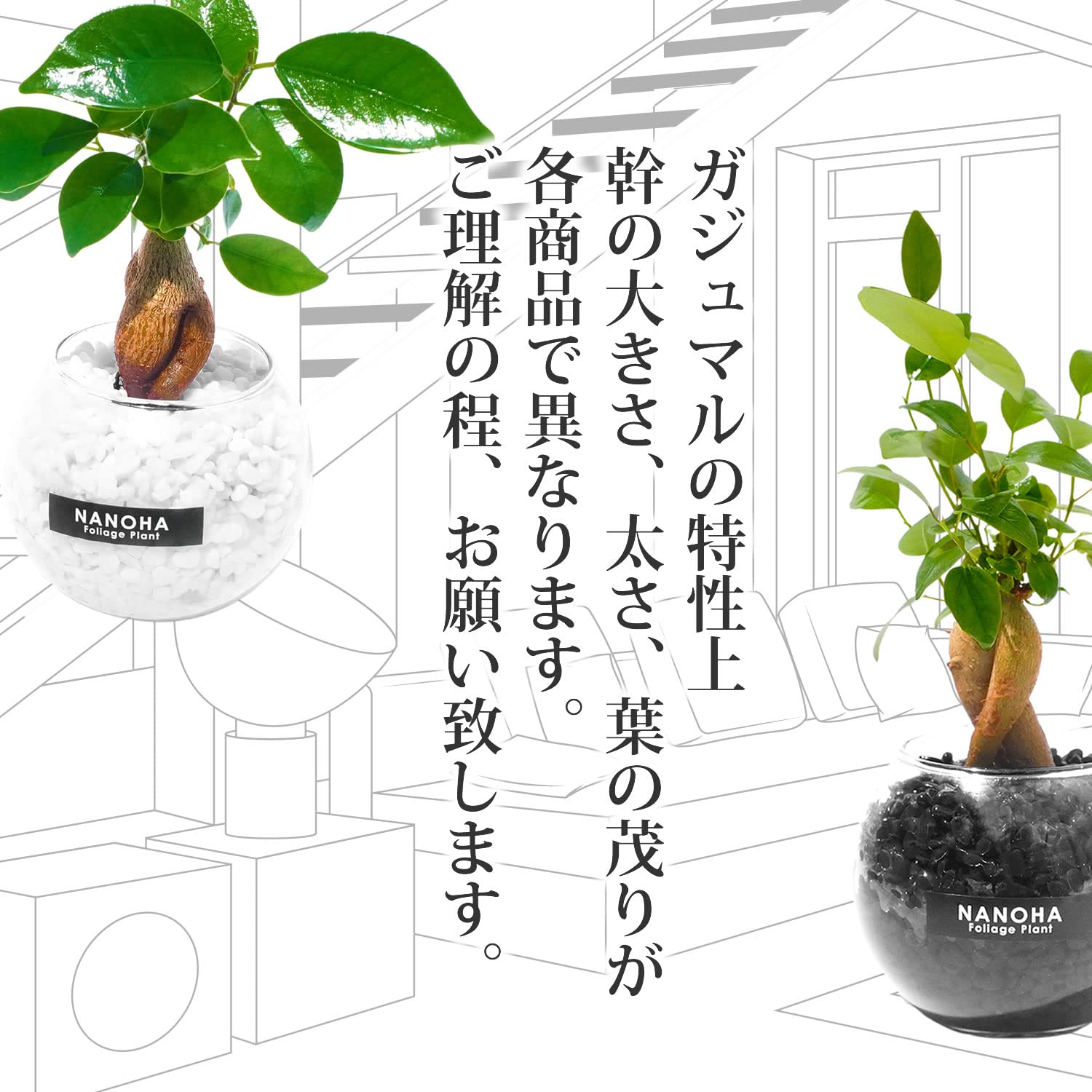 Amazon｜ガジュマル 白砂利 ガラスボール 栄養剤付 メネデール 土を
