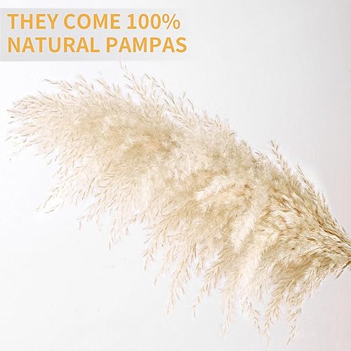Miniatura 2 de 10 tallos de hierba de las pampas beige, hierba de pompas seca natural, colas de conejo, flores secas esponjosas a granel para bodas, fiestas, casa
