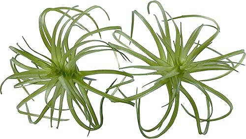 2 plantas de aire artificiales flocadas de Tillandsia - Bromelias artificiales para interiores y exteriores, jardín y decoración del hogar,