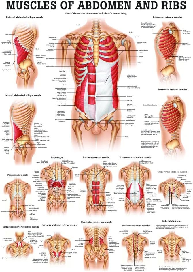 Muscles of the Abdomen and Ribs Laminated Anatomy Chart