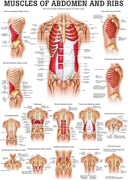 Muscles of the Abdomen and Ribs Laminated Anatomy Chart