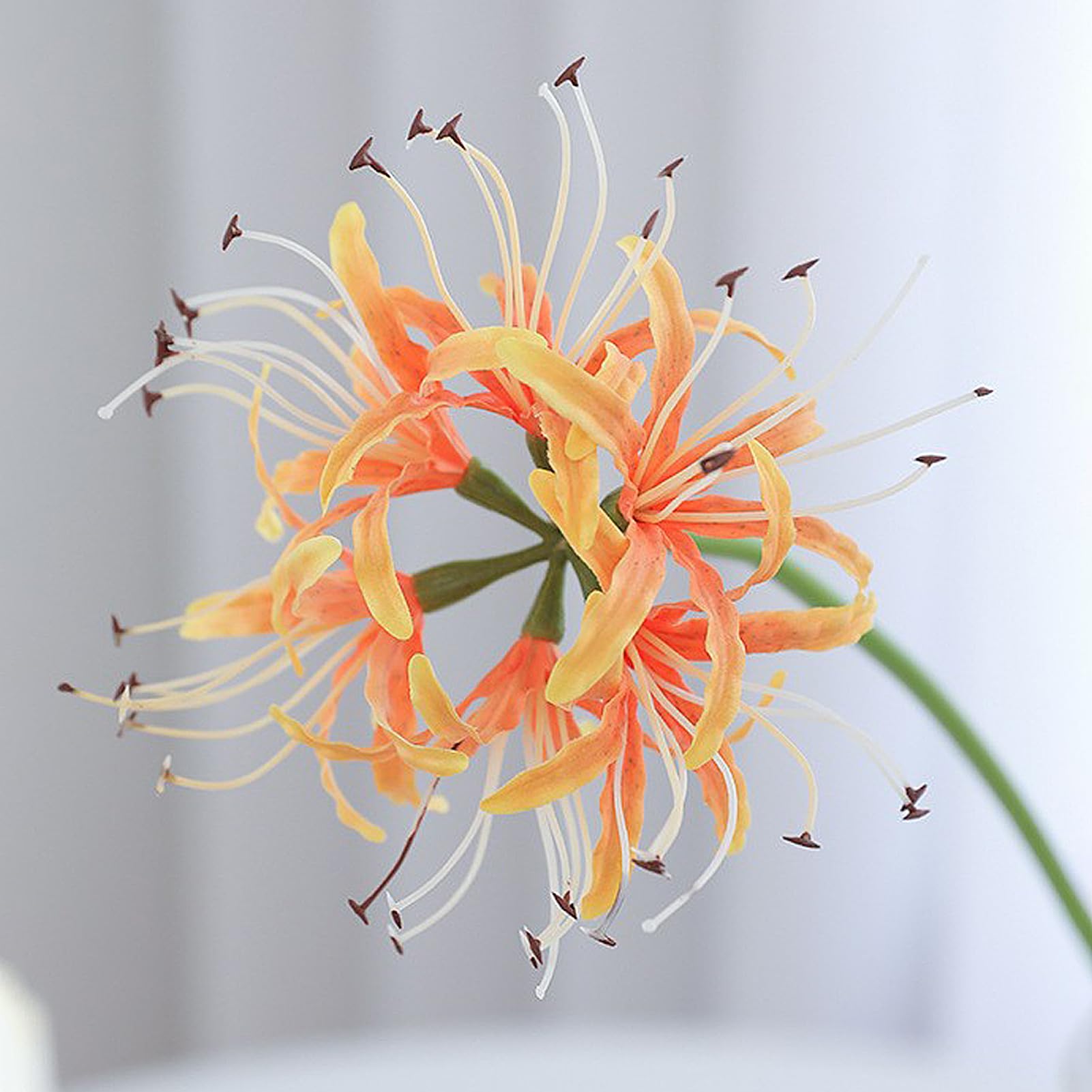 Amazon.com: Marooma Artificial Spider Lilys Flowers, 5 Stems 26.38
