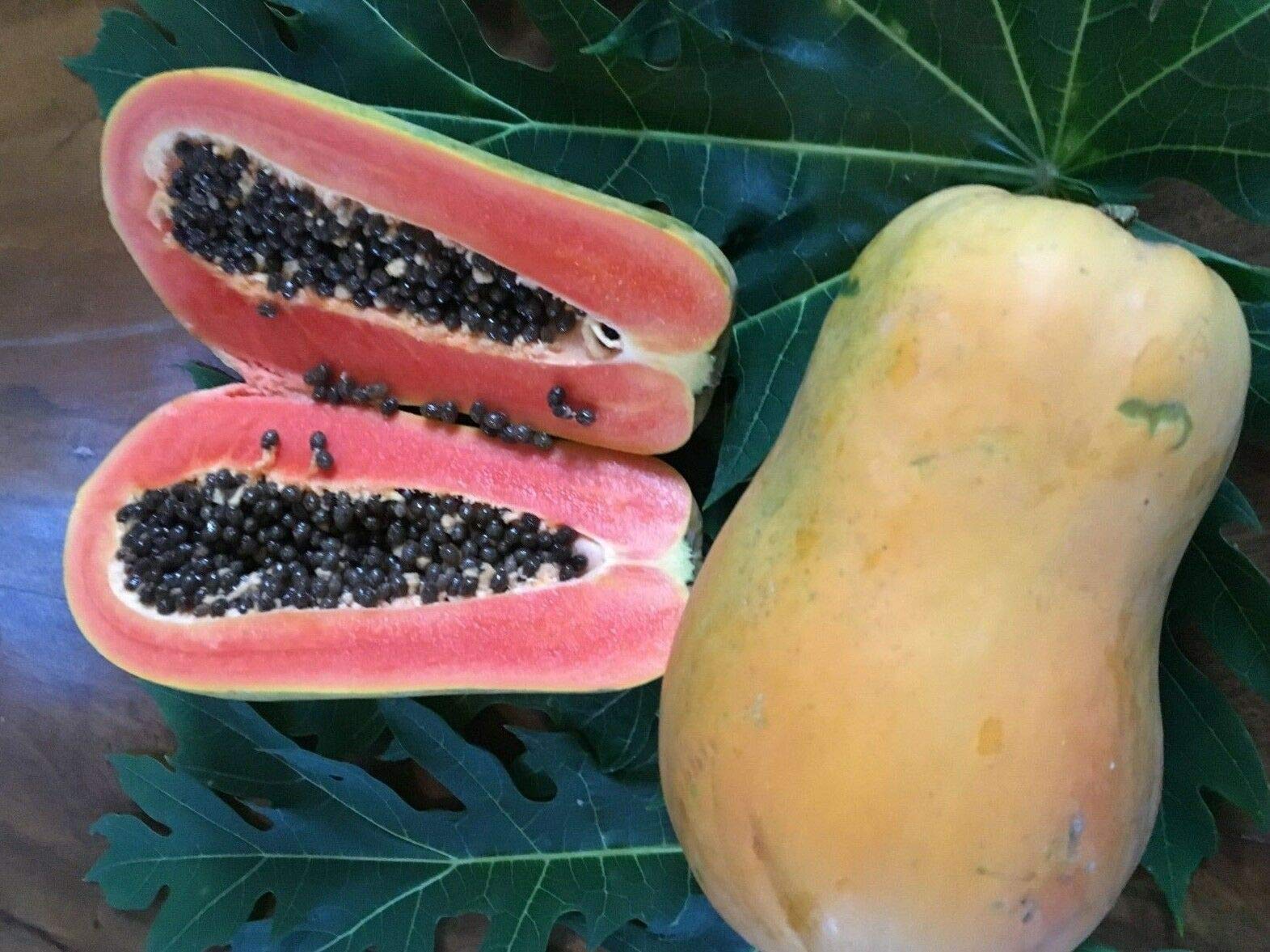 FIOLTY 50Thai red Lady Papaya Seeds, Bright Flesh Delicious Tropical Fresh Plant Fruit