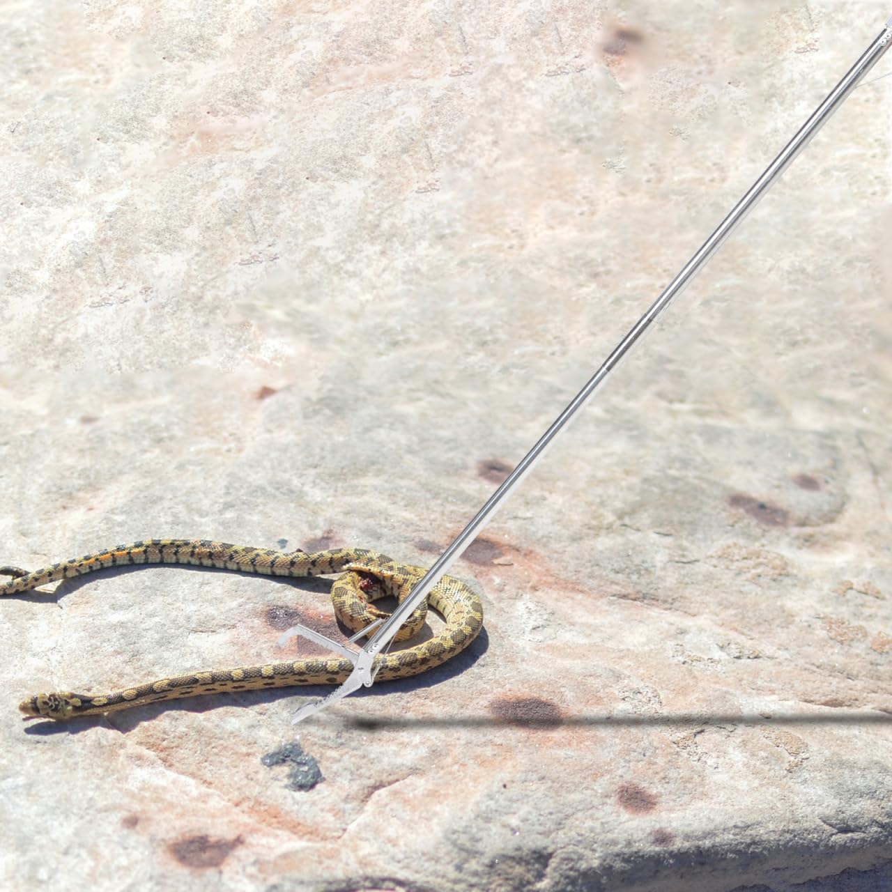 Happyyami Pinza Serpente in Acciaio Inossidabile 23.6 Pollici Pieghevole Strumento Leggero per Cattura Sicura di Serpenti per Giardino Agricoltura E Montagna